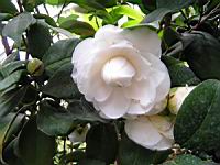 Camellia japonica cv Maria Morren (fam. Theacees) (3) (Photo F. Mrugala)